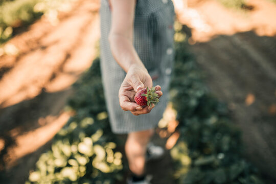 Female farm worker holding strawberry at farm