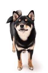 A 6 month old Shiba Inu puppy isolated on a white background.