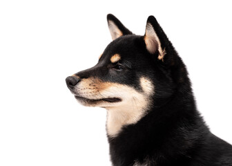 A 6 month old Shiba Inu puppy isolated on a white background.
