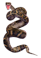 3D Rendering Burmese Python on White
