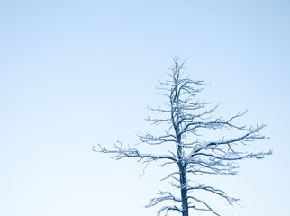Lonely dead tree top in the winter