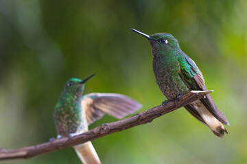 hummingbird in flight