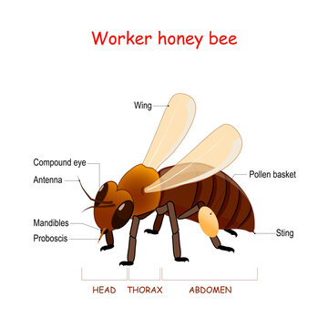 Anatomy of Worker honey bee.