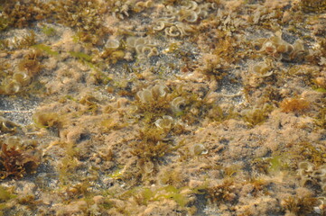 The surface of the sea on the sand, waves on the beach a