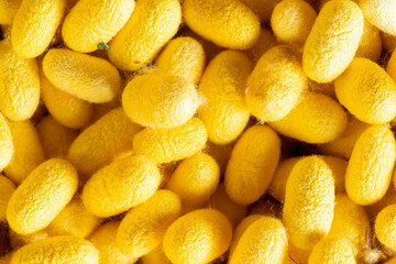Group of silkworm in yellow cocoon stage background