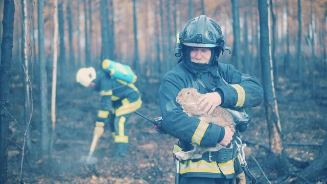 Male firefighter is stroking a rescued rabbit in the burnt-out forest