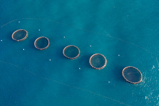 Aerial view of row of fish farms floating in blue water