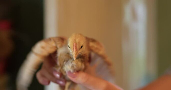 Female hands are holding a small chicken chick.v