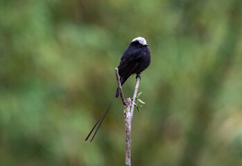 Black bird perched