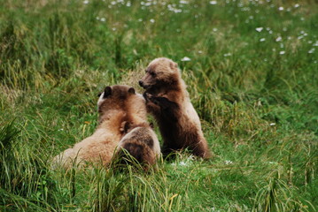 brown bear cub