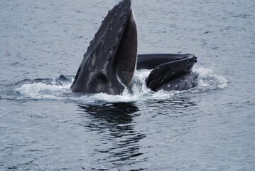 Fototapeta premium whale in the sea