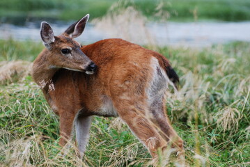 Deer in the grass