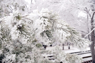 Frosted branch pine tree in the city park