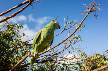 perroquet