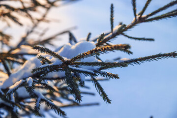 Snow lies on young spruce branches, on which the sun rays fall at sunset. Beautiful winter nature background for illustrating holidays, New Years or Christmas 