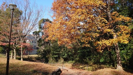 秋の公園の小道