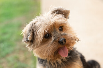 york shire terrier close cachorro rosto olhando horizonte ocm lingua para fora