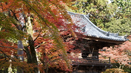 秋の紅葉の風景