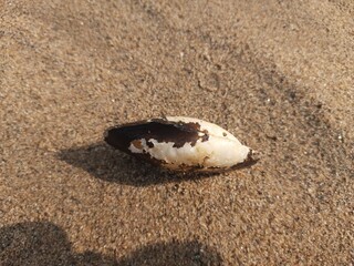 Unio pictorum shell.
Unio pictorum or painter's mussel is a species of medium sized...