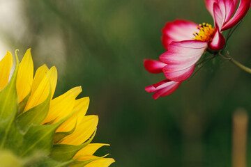 View of pink cosmos flower and sunflower