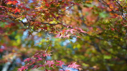 秋の紅葉の風景