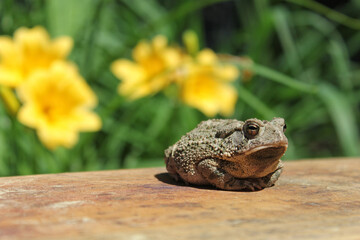 Texas Toad Anaxyrus speciosus in Flower Garden With Blurred Flowers in Background Shallow DOF