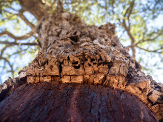 Bark of cork oak (Quercus suber)