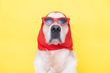 Fashionable dog with funny glasses and a scarf sits on a yellow background. Golden Retriever dressed up for a stylish article.