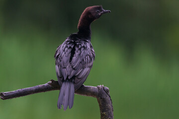  The pygmy cormorant (Microcarbo pygmaeus)