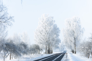 snow covered road in winter frozen birch trees alley blue sky sunshine wonderland narrow road white center line