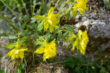 Cushion spurge