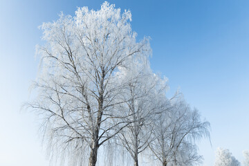 snow covered frozen birch tree in blue sky sun shining contrast 