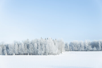 snow covered trees in winter frozen forest blue sky landscape simple