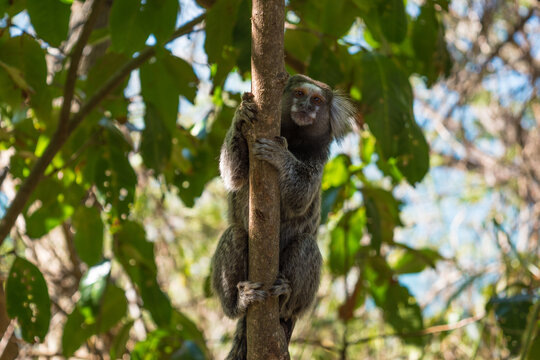 View of a sagui monkey in a forest at Leme neighborhood - Rio de Janeiro, Brazil