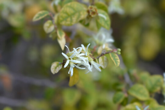 Chinese Fringe Flower