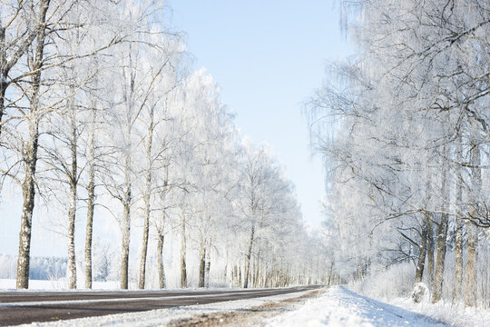 snow covered road in winter frozen birch trees alley blue sky sunshine wonderland narrow road white center line
