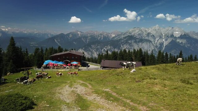 Inn Valley with cows on the Birgitzer Alm, very close to innsbruck, with sun and blue sky in july