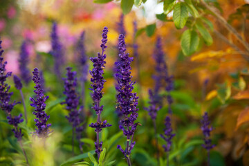 purple lavender close-up. flowers in summer. lavender is blooming. beautiful flowers on the desktop background.