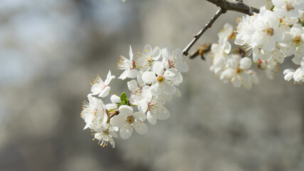 Blooming of cherry tree in the spring. Sochi, Russia.