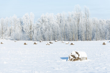 Naklejka premium bail of hey field stack, hay bale agriculture nature rural winter scene frozen snow covered sun shine 