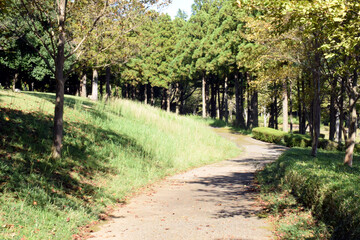 Fototapeta premium 公園の歩行道