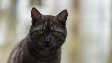 Close up Portrait of cat looking in camera, Sochi, Russia.