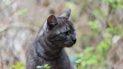 Close up Portrait of cat looking in camera, Sochi, Russia.