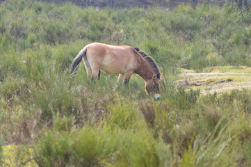 A przewalski horse 