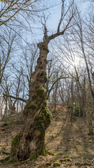 Fototapeta na wymiar Old tree covered with moss in forest of Sochi. Sunshine on background. Russia.