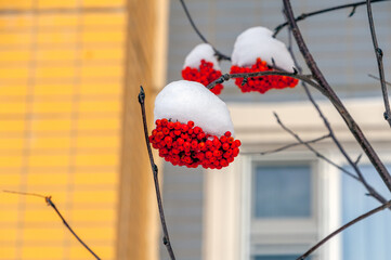 The fruits of the rowan tree on the branch were covered with snow