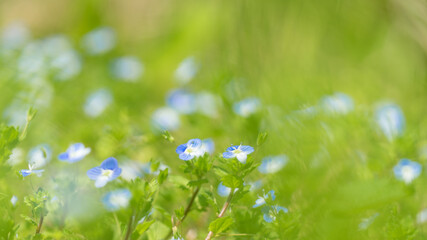 Fototapeta na wymiar Blue flowers in mountains Krasnaya Polyana, Sochi, Russia.