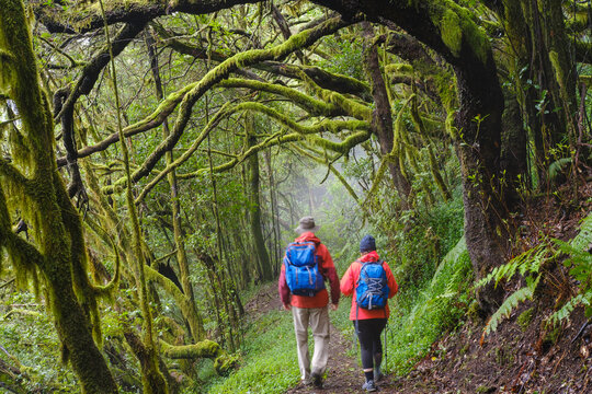 Spain, Canary Islands, La Gomera, Couple hiking along forest footpath inGarajonay National Park