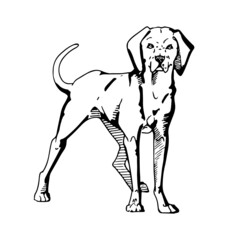 Dog Animal Line Art Silhouette Design Element Art SVG EPS Logo PNG Vector Clipart Cutting Cut Cricut