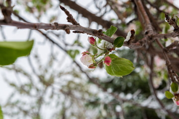White Apple blossoms in snow